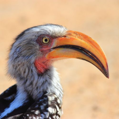 Vogelparadies Südafrika Teaser Image
