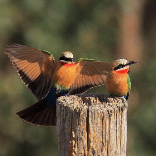Vogelparadies Südafrika, 2. Teil Teaser Image