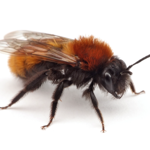 Wild(e) Bienen Teaser Image