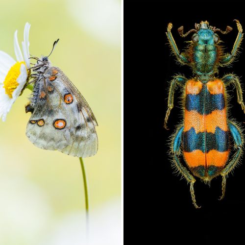 Makrofotografie von Insekten im Freiland und im Studio Teaser Image