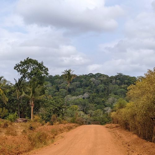 Erstmalige <br> Biodiversitäts­forschungen in einem heiligen Urwald­relikt in Kenia Teaser Image