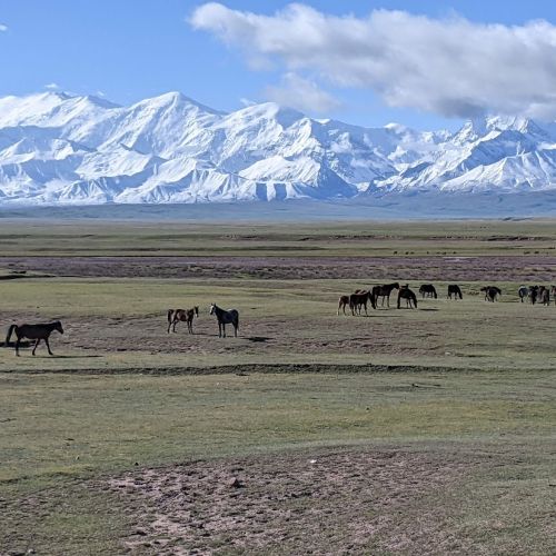 Ornithologische Reise nach Kirgistan Teaser Image