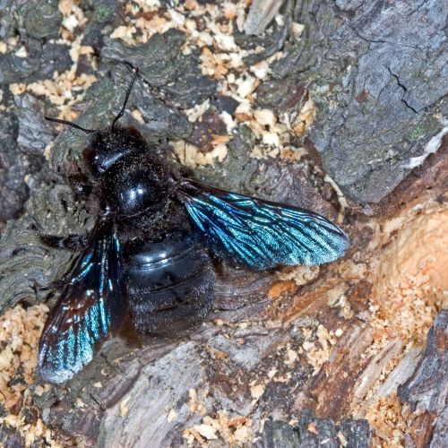 100 Jahre insektenkundliche Biodiversitäts-forschung in Oberösterreich Teaser Image
